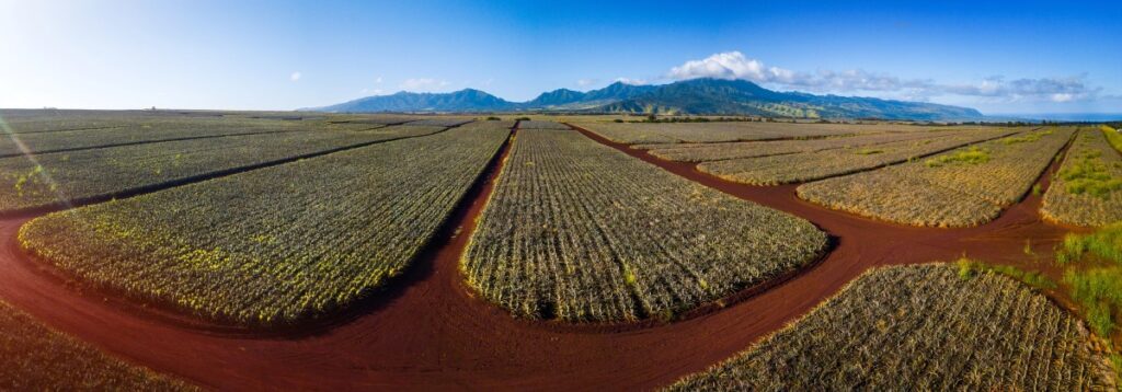Pineapple farm